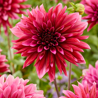 Tanita Decorative Dahlia