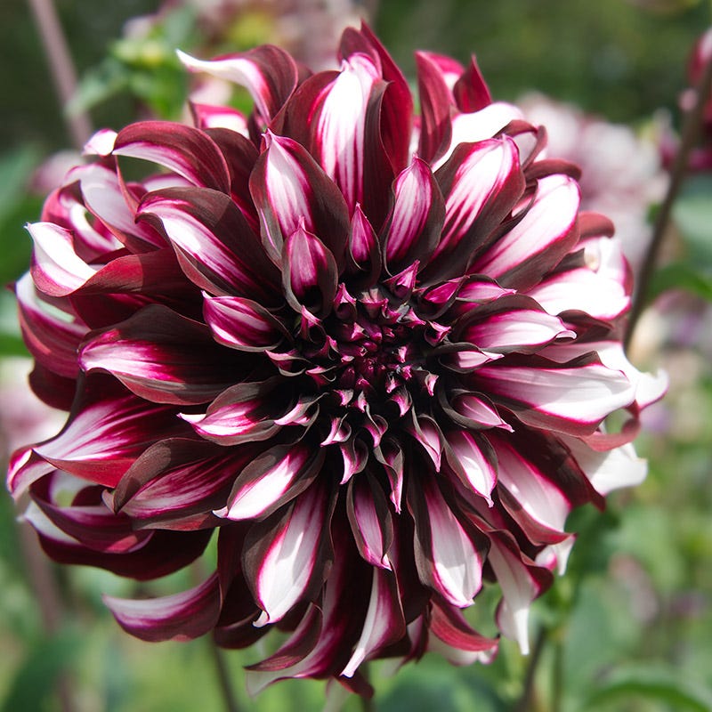 Tartan Dinner Plate Dahlia