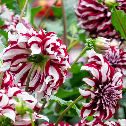 Tartan Dinner Plate Dahlia