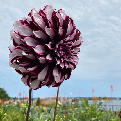 Tartan Dinner Plate Dahlia