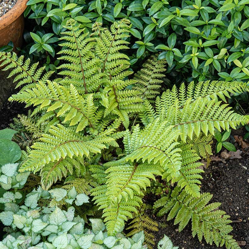 Tassel Fern