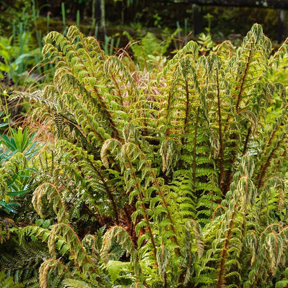 Tassel Fern