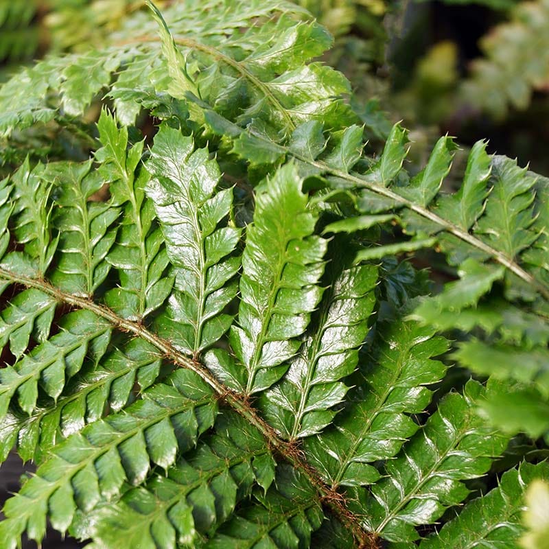 tassel fern potting mix Tassel Fern | Green | Plant