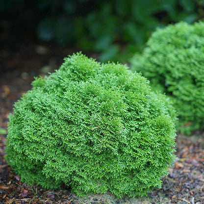 Tator Tot® Arborvitae