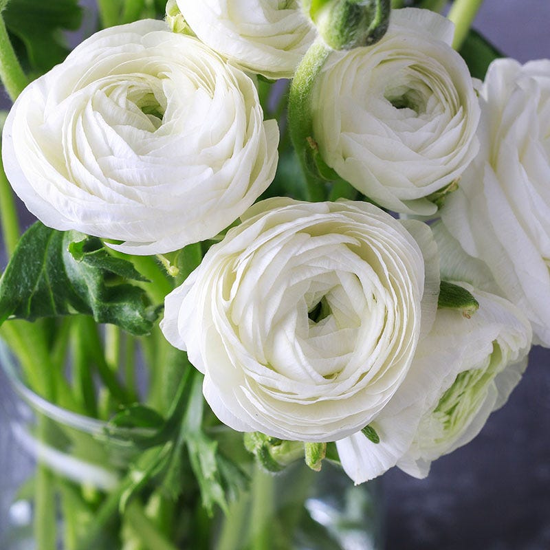Tecolote White Ranunculus