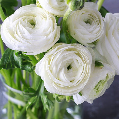 Tecolote White Ranunculus