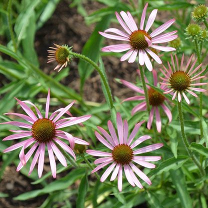 Tennessee Purple Coneflower Seeds