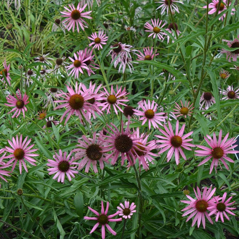 Tennessee Purple Coneflower Seeds