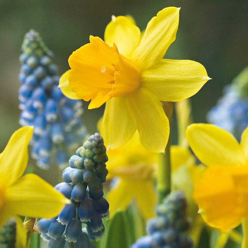 Naturalizing Nectar Low Grow Bulb Collection