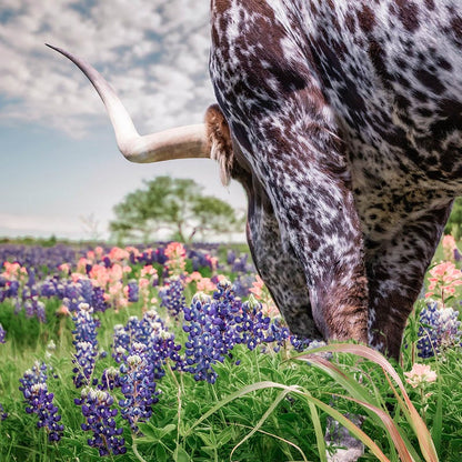 Texas Bluebonnet Seeds