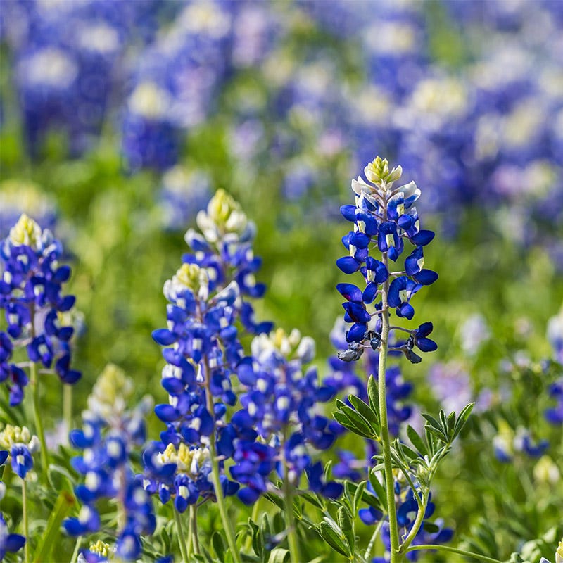 Texas Bluebonnet & Baby Snapdragon Seed Combo