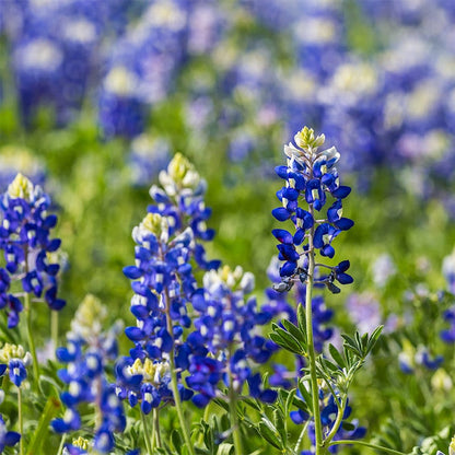 Texas Bluebonnet & Baby Snapdragon Seed Combo