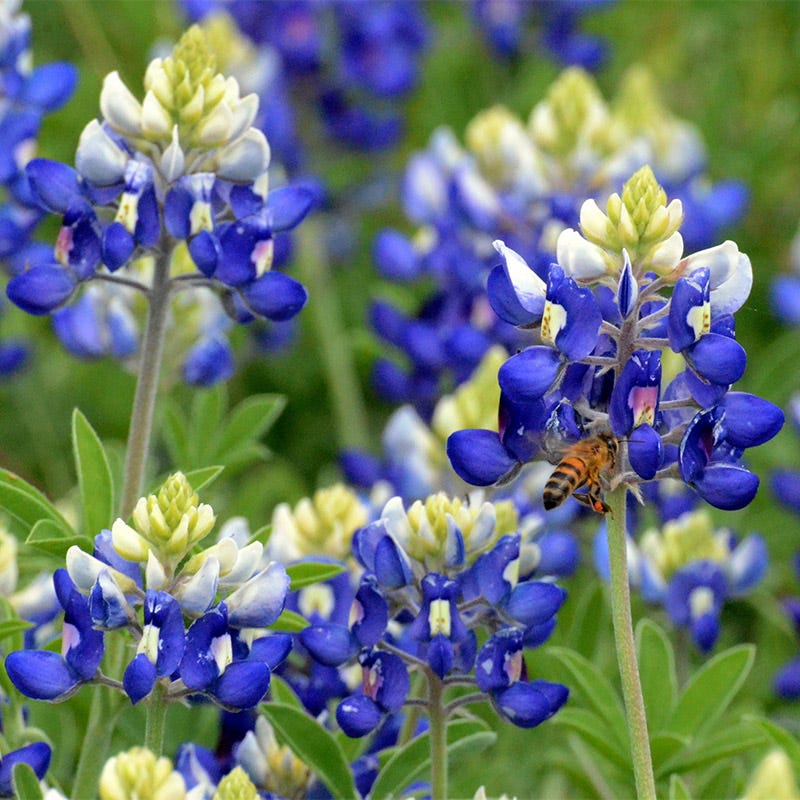 Texas Bluebonnet & Baby Snapdragon Seed Combo
