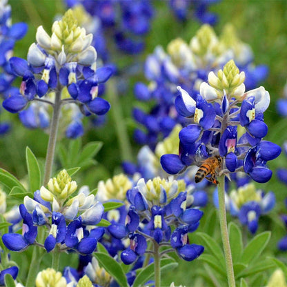 Texas Bluebonnet & Baby Snapdragon Seed Combo