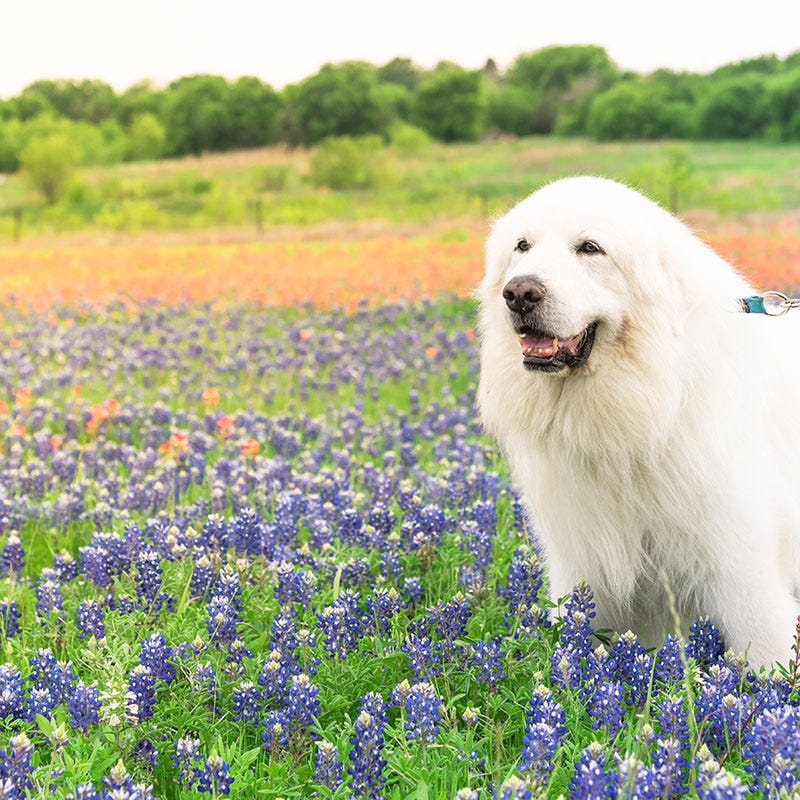 Texas Bluebonnet Seeds
