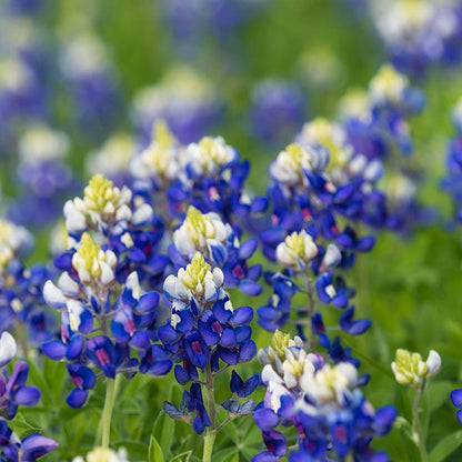 Texas Bluebonnet Seeds