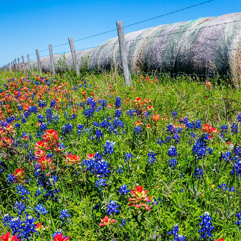 Texas Bluebonnet Seeds