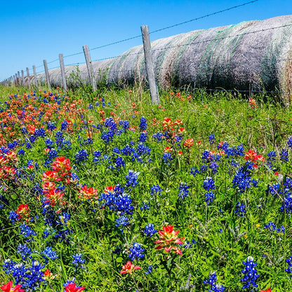 Texas Bluebonnet Seeds