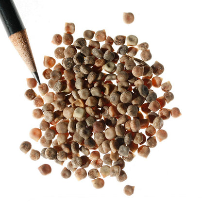 Texas Bluebonnet Seeds