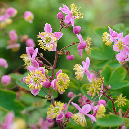 Meadow Rue