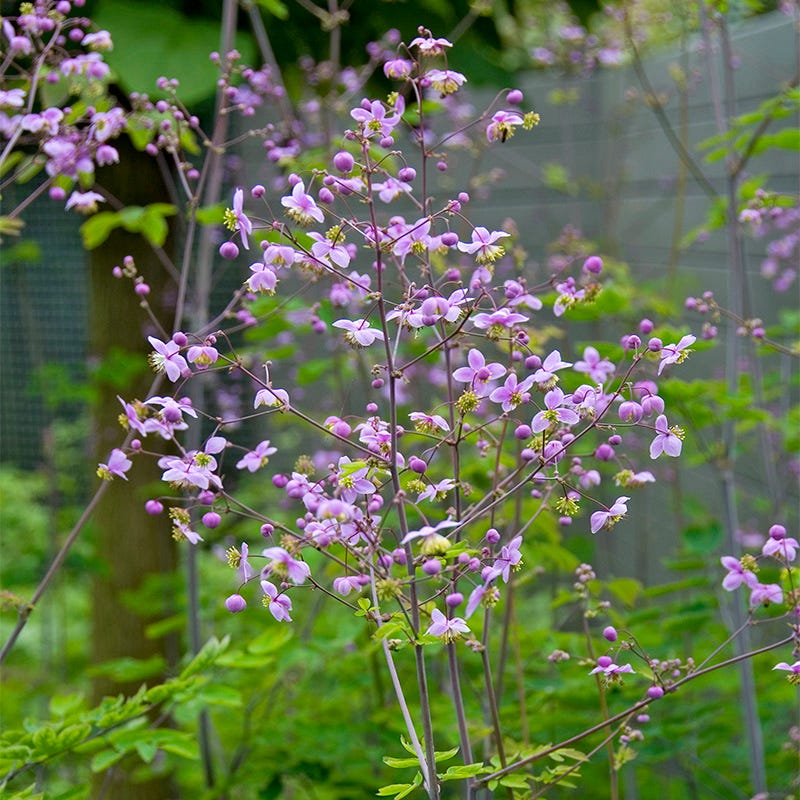 lavender mist meadow rue seeds Meadow Rue - Plant