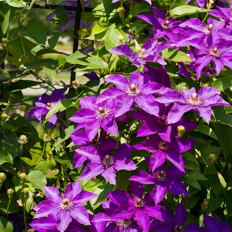The President Clematis Vine