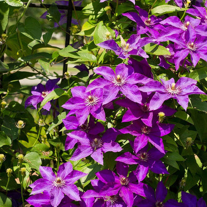 The President Clematis Vine