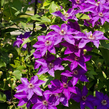 Farmhouse Pre-Planned Garden