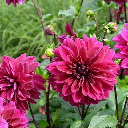 Purple Paradise Dahlia Collection