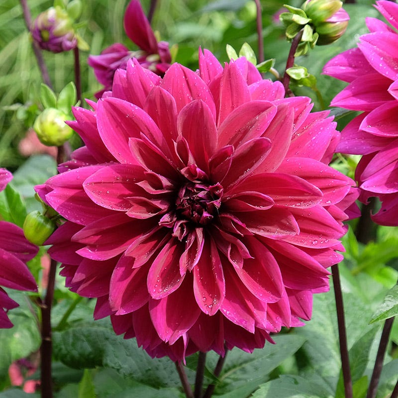 dahlia flower seeds collection Bold Trio Dahlia Collection