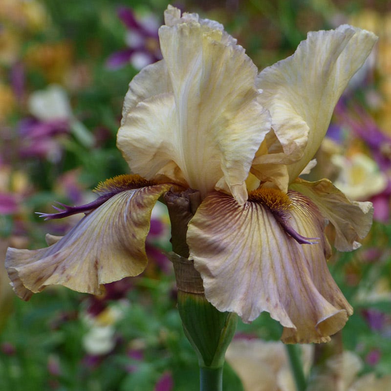 Enchanted Bearded Iris Collection