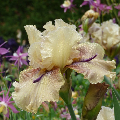 Thornbird Bearded Iris