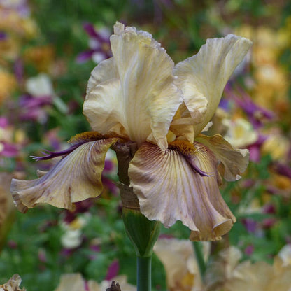 Thornbird Bearded Iris