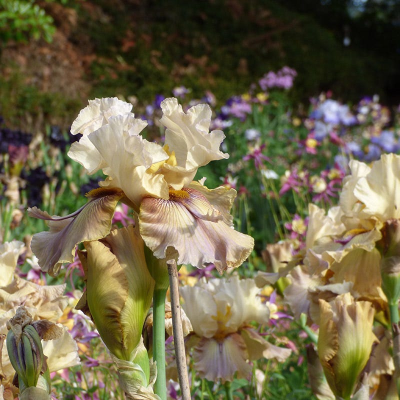 Thornbird Bearded Iris