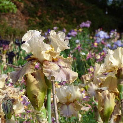 Thornbird Bearded Iris