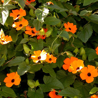 Black Eyed Susan Vine Seeds