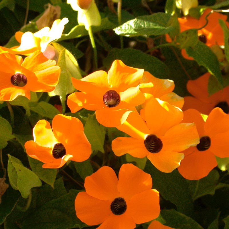 Black Eyed Susan Vine Seeds