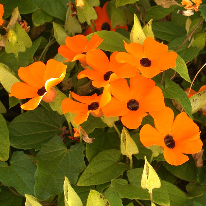 Black Eyed Susan Vine Seeds