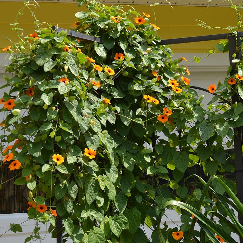 Black Eyed Susan Vine Seeds