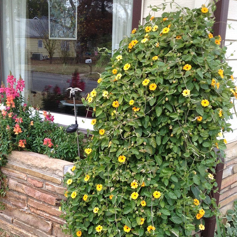 Black Eyed Susan Vine Seeds