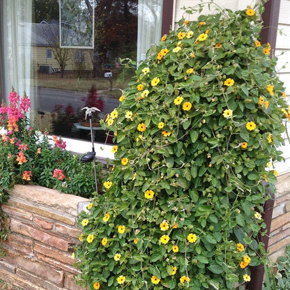 Black Eyed Susan Vine Seeds