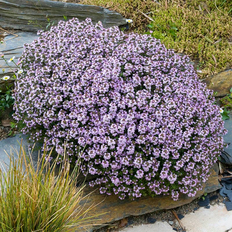 Spicy Orange Creeping Thyme