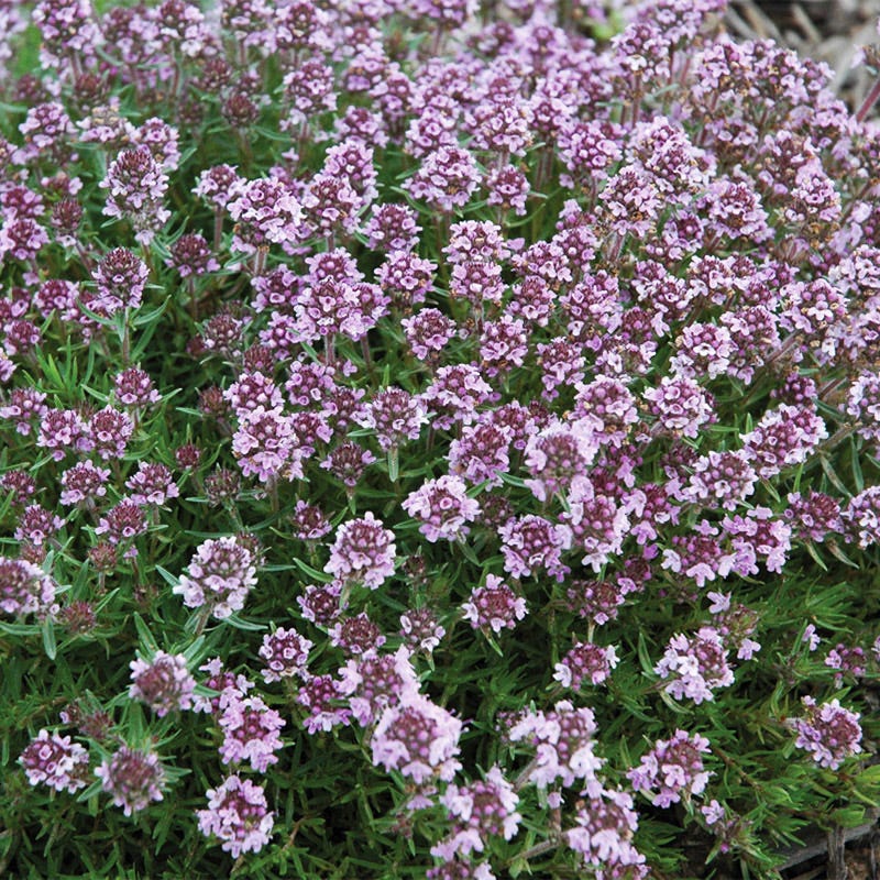 Spicy Orange Creeping Thyme