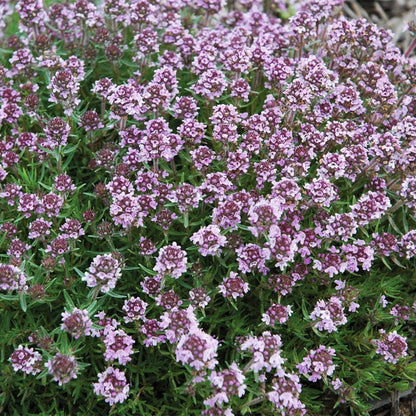 Spicy Orange Creeping Thyme