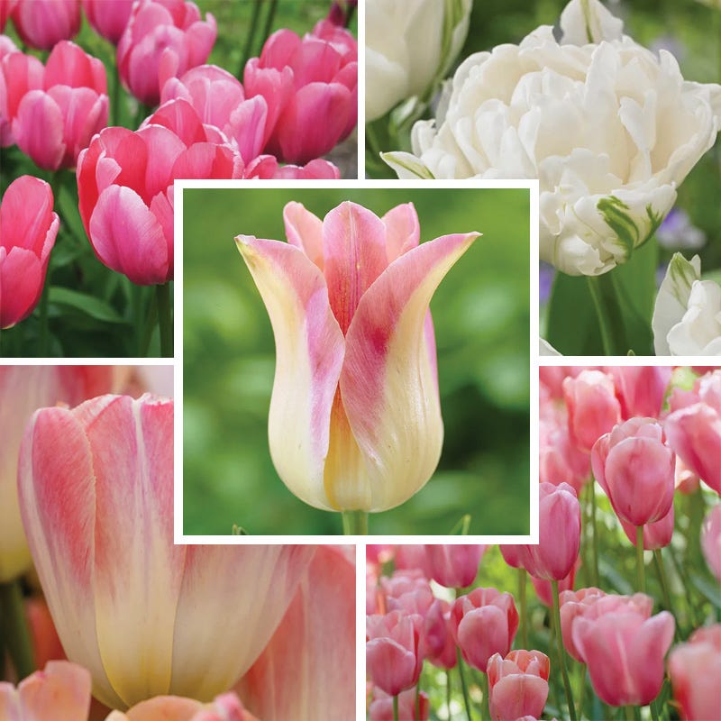 Tickled Pink Tulip Flower Bulb Collection