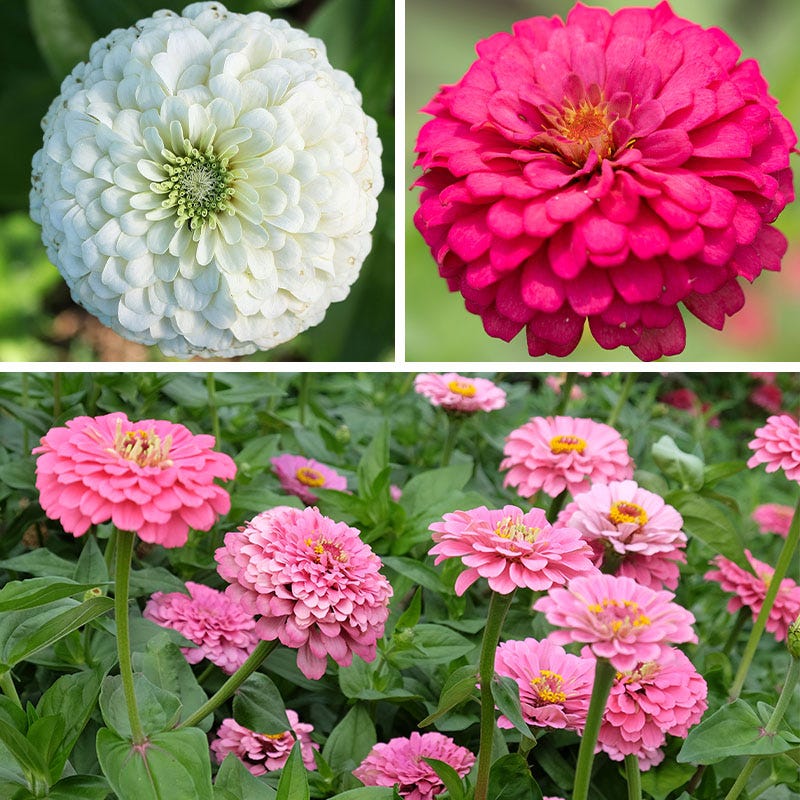 Tickled Pink Zinnia Seed Mix | American Meadows