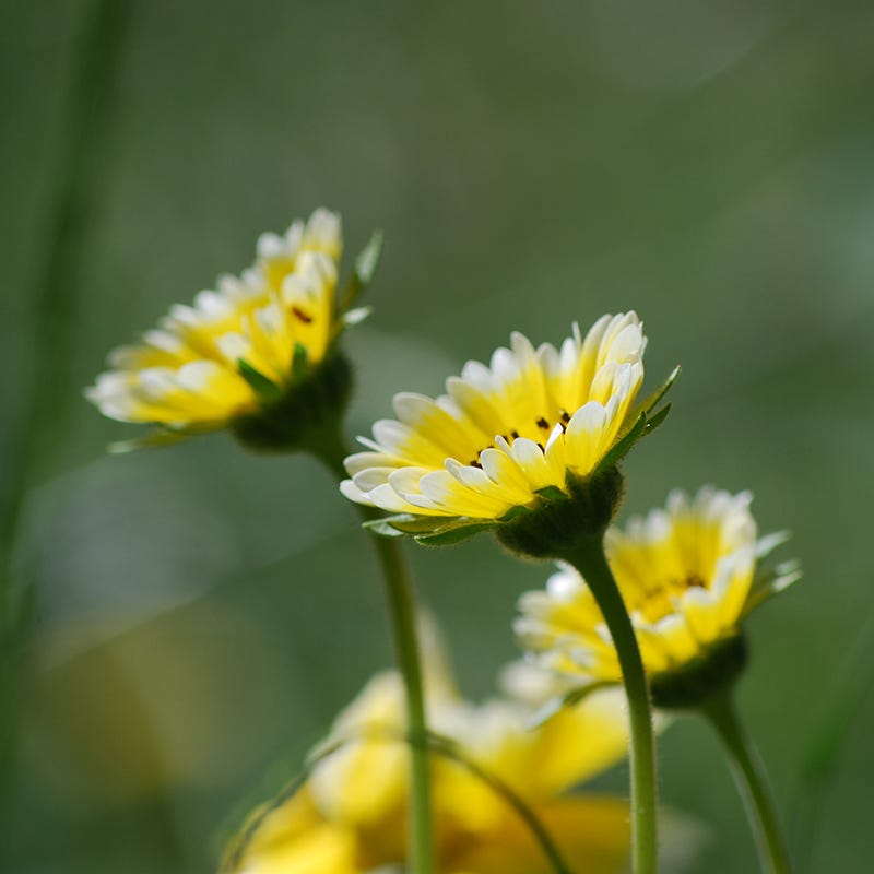 raw flower seed tips Tidy Tips Seeds, Layia platyglossa