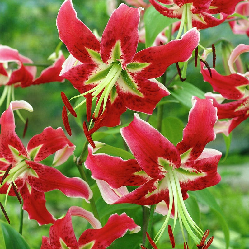 tiger lily leaves Black Beauty Tiger Lily Bulbs, Lilium