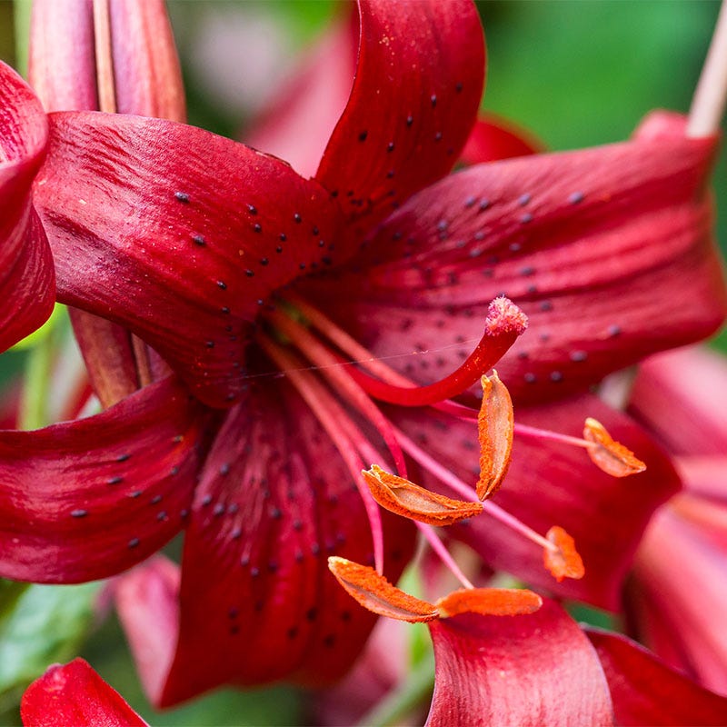 dark red tiger lily Red Tiger Lily Bulbs, Lilium