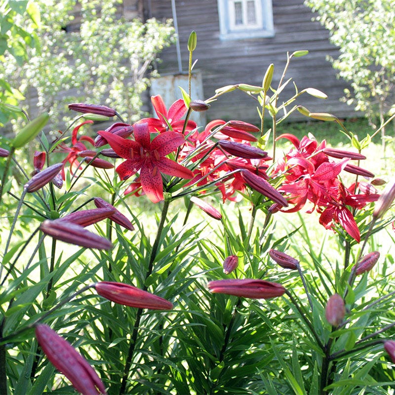 tiger lily potted plant Red Tiger Lily Bulbs, Lilium